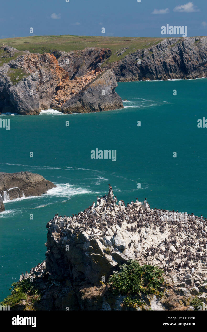 Stapeln Sie, Felsen oder Elegug Stapel nisten Trottellummen auf Rock Stapel mit Meer und Küste im Hintergrund Pembrokeshire West Wales UK Stockfoto