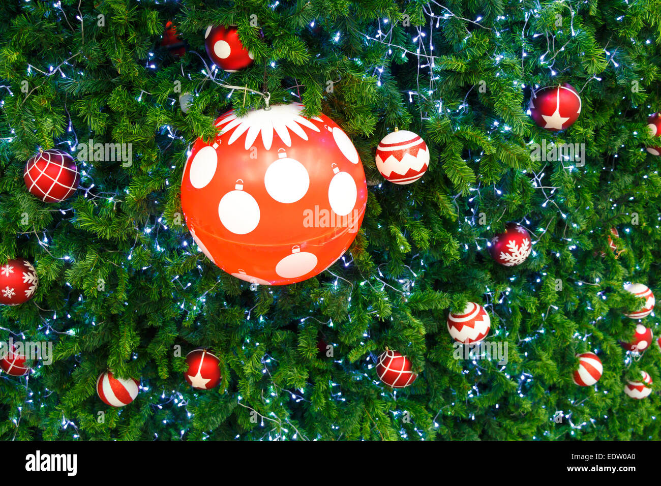 rote Kugel und Glühbirne auf Kiefer am Weihnachtstag in Thailand eingerichtet Stockfoto