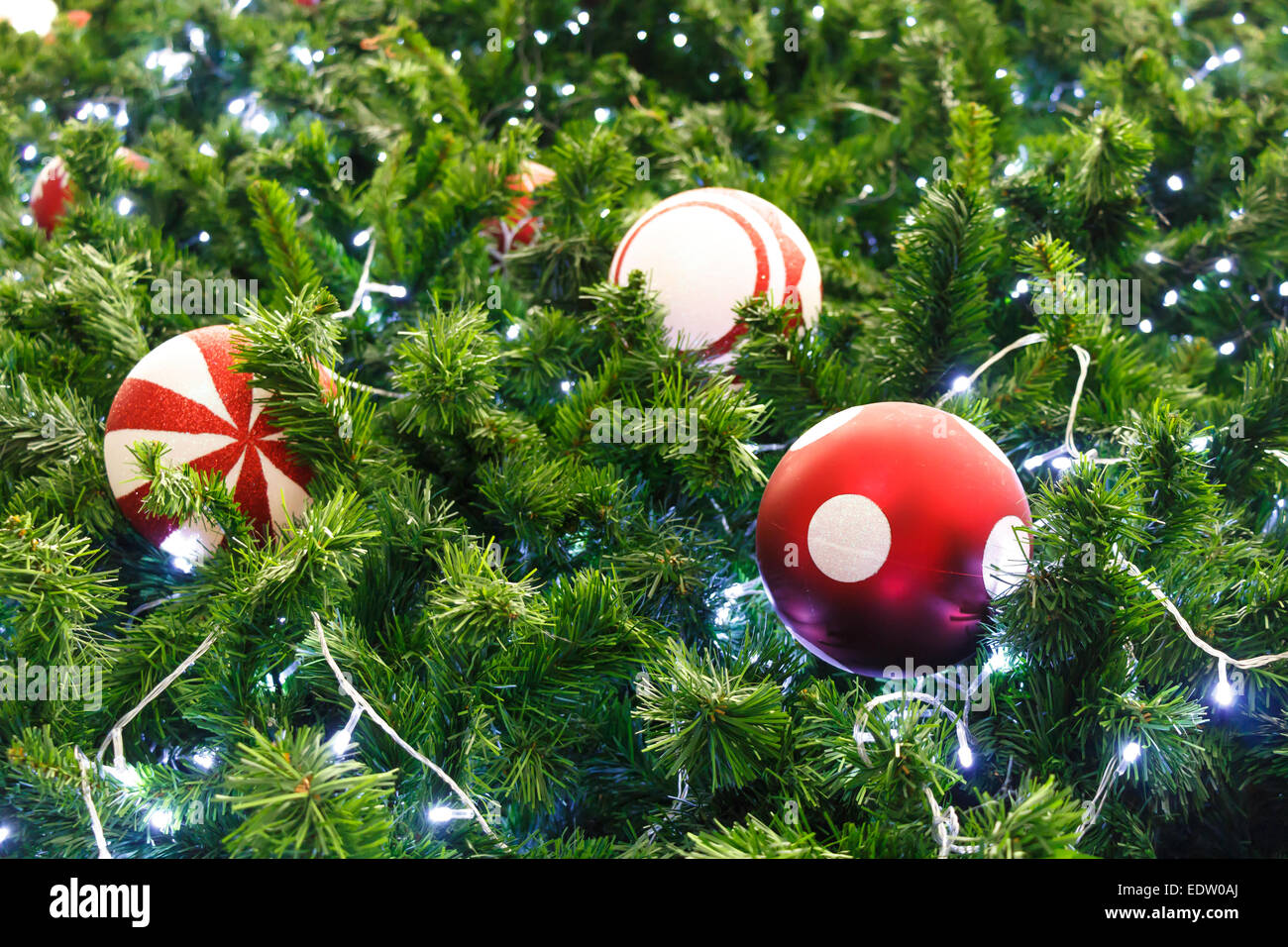 rote Kugel und Glühbirne auf Kiefer am Weihnachtstag in Thailand eingerichtet Stockfoto