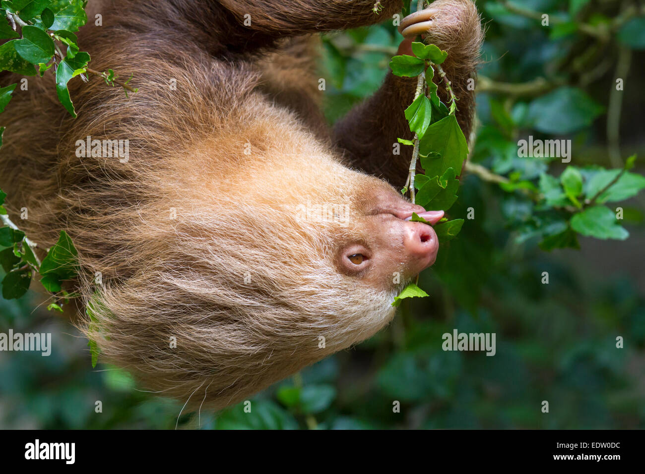 Hoffmanns zwei – Finger Faultier (Choloepus Hoffmanni) Essen Baum Blätter im Regenwald, Limon, Costa Rica. Stockfoto