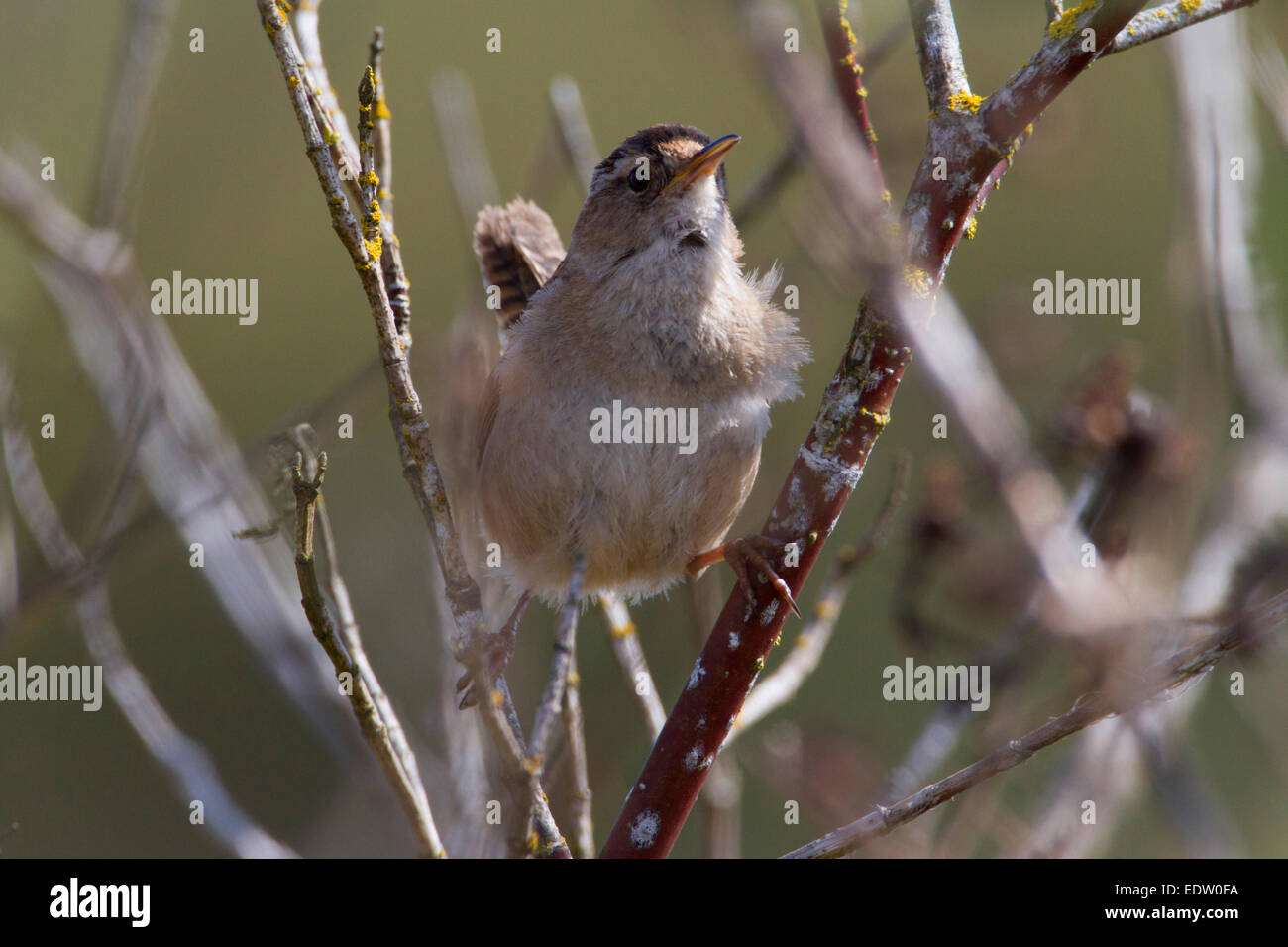 Marsh Wren (Cistothorus Palustris) thront im Schilf am Buttertubs Marsh, Nanaimo, Vancouver Island, BC, Kanada im April Stockfoto