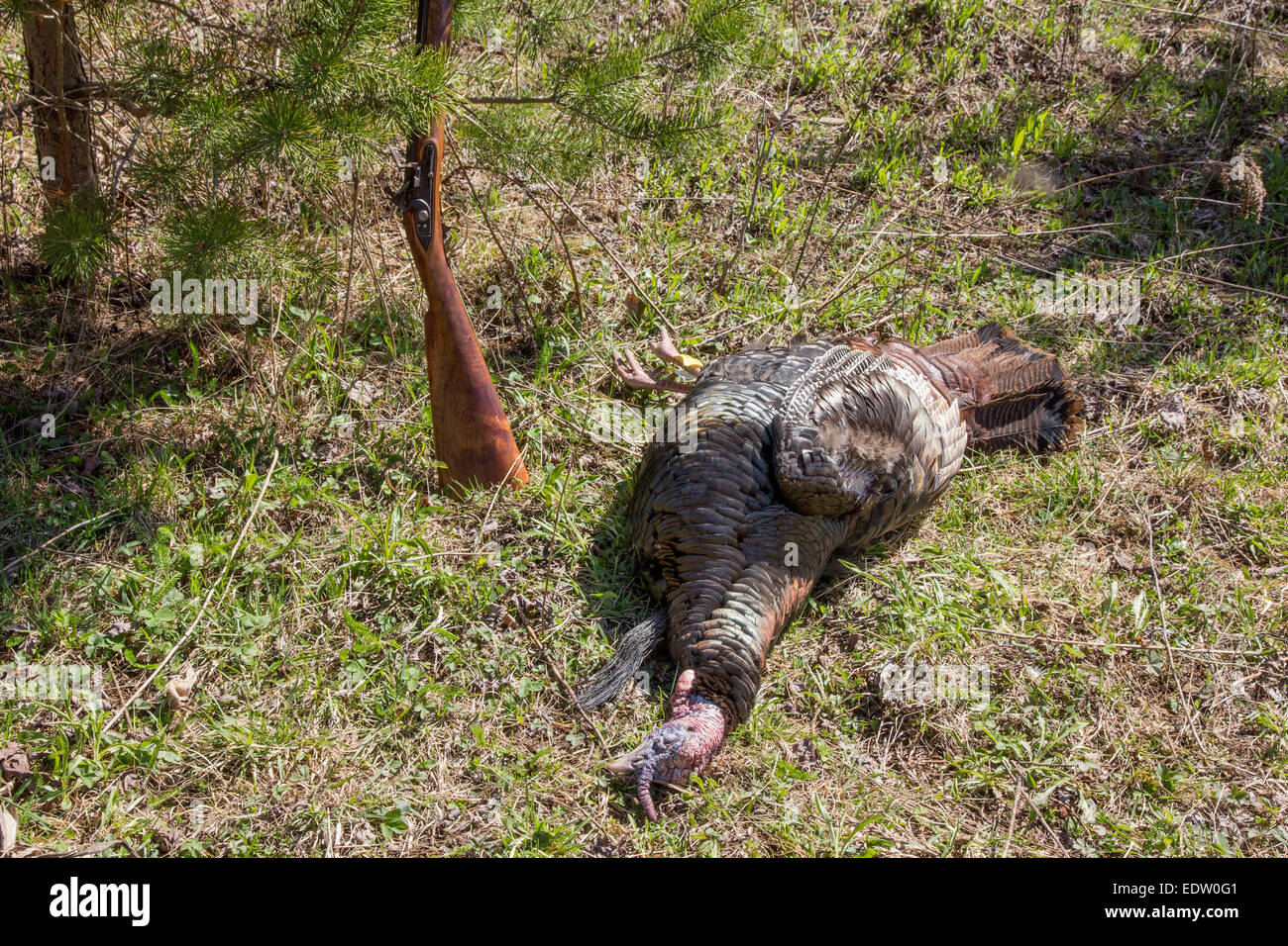Ein Osttürkei Wild, die mit einer Schrotflinte Steinschloss geerntet wurde. Stockfoto