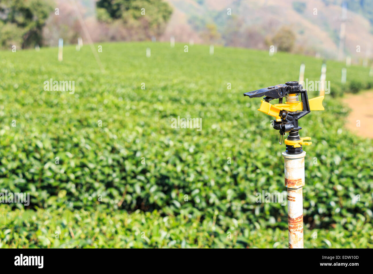 Sprinkler- und Tee-Plantage in Doi Mae Salong in Chiangrai, Thailand Stockfoto