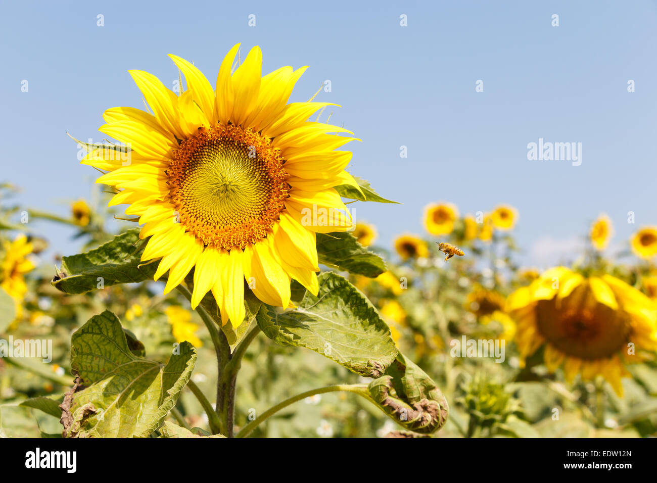 Sonnenblumen und blauen Himmel bei Chiangrai, Thailand Stockfoto