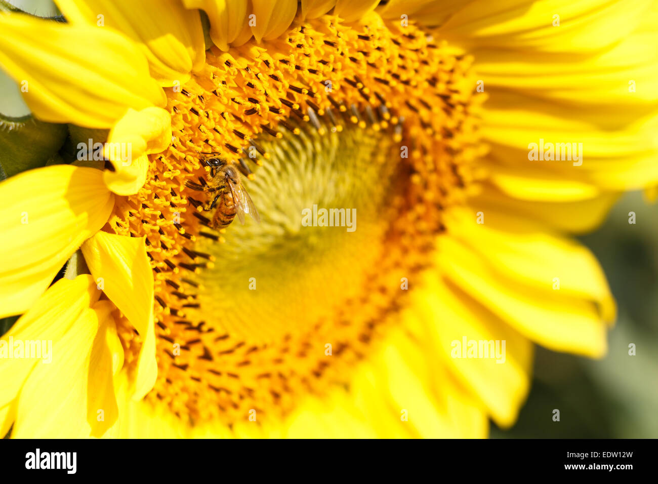 Nahaufnahme von Sonnenblumen und Biene beim Chiangrai, Thailand Stockfoto