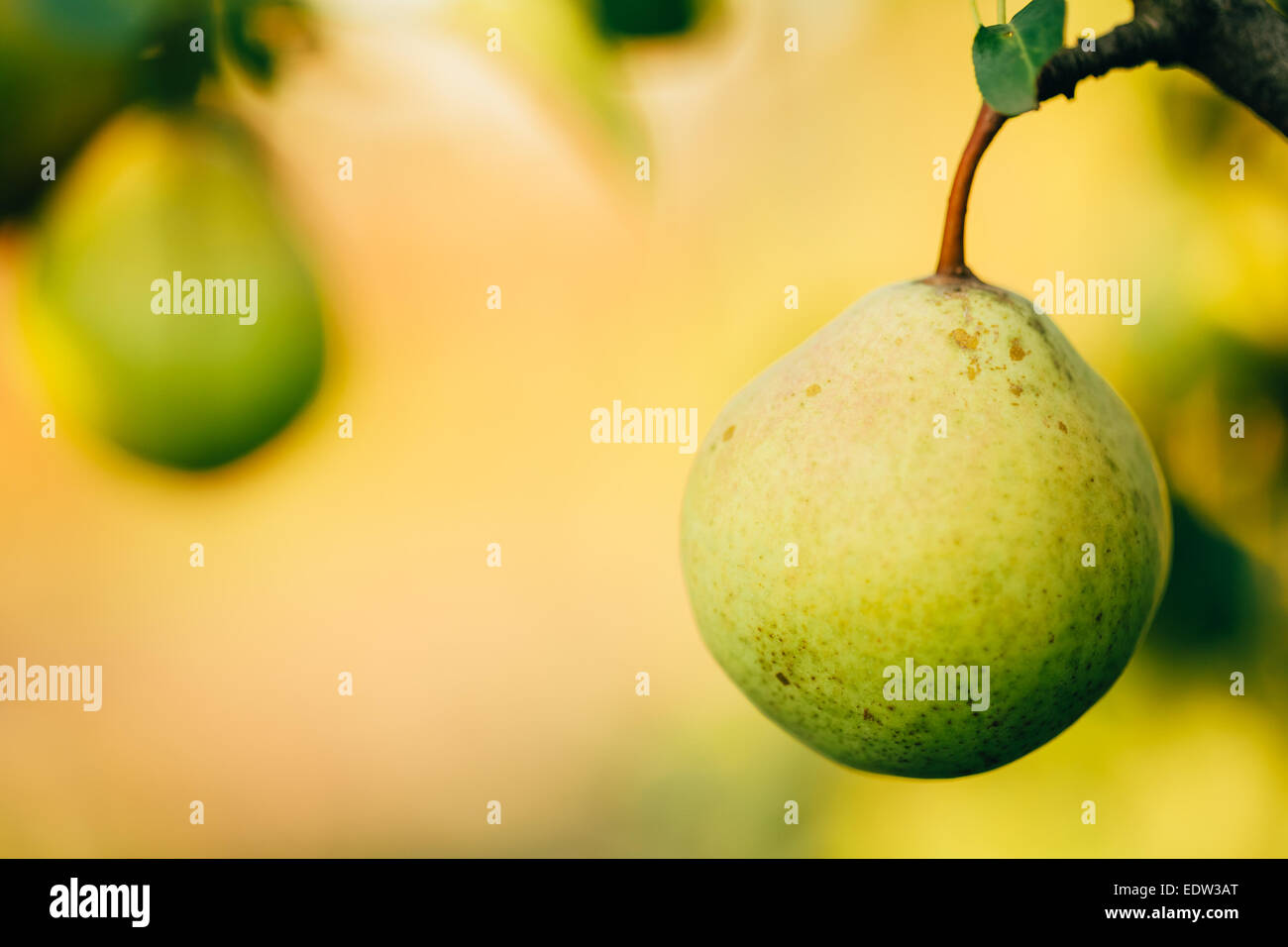 Frische grüne Birnen auf Birne Ast, Haufen, bereit für die Ernte. Spätsommer oder frühen Herbst-Ernte Stockfoto