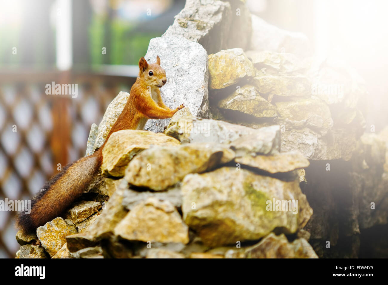 Neugierigen Eichhörnchen mit großen Fellschwanz auf Steinen in einem park Stockfoto