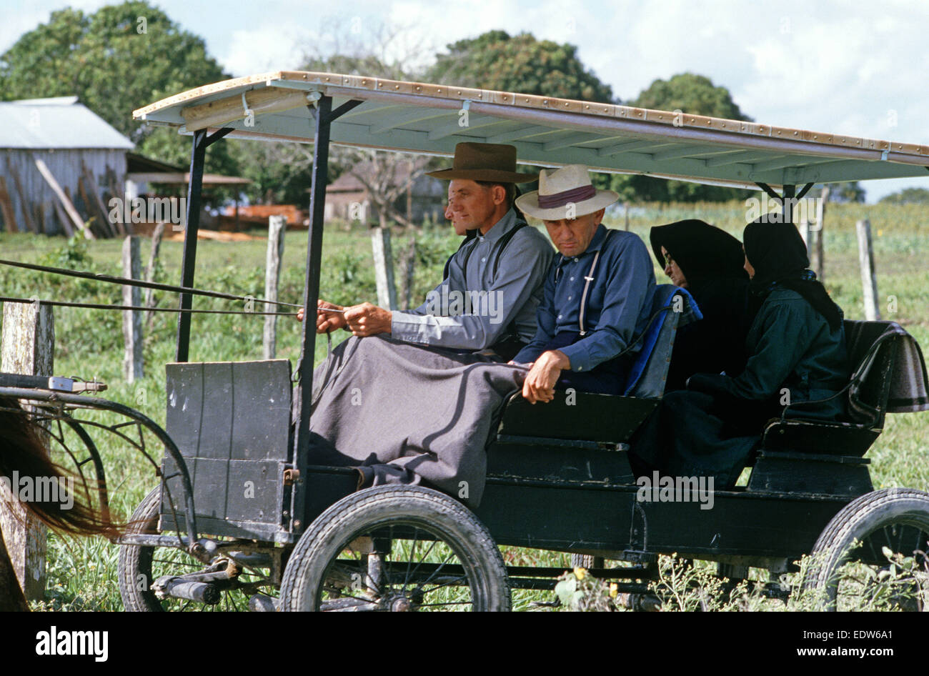 Mennoniten in Pferd und Buggy von Barton Creek orthodoxe Gemeinde, Belize, Mittelamerika, Juni 1985 Stockfoto