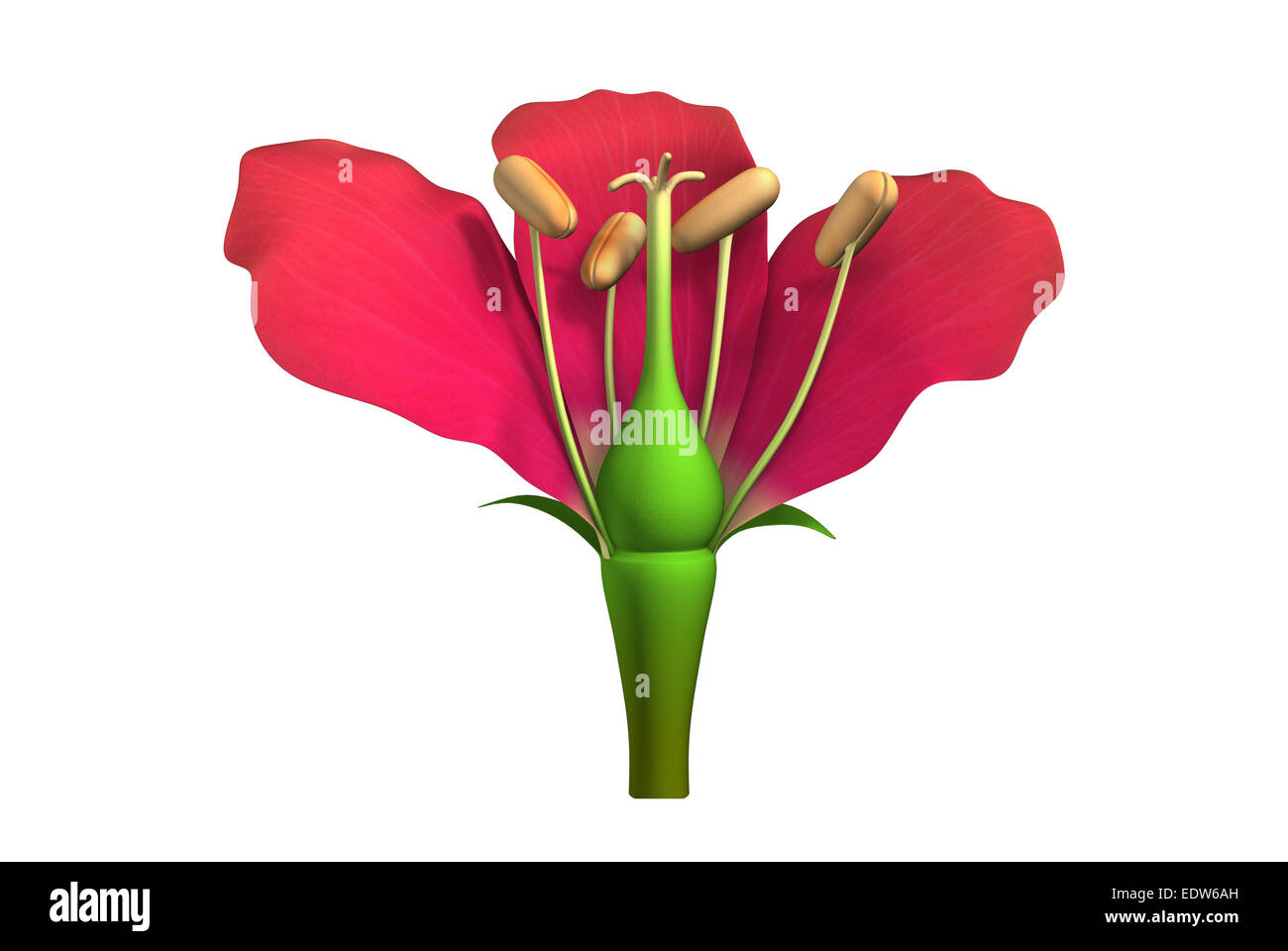 Teile einer typischen Blume Stockfoto