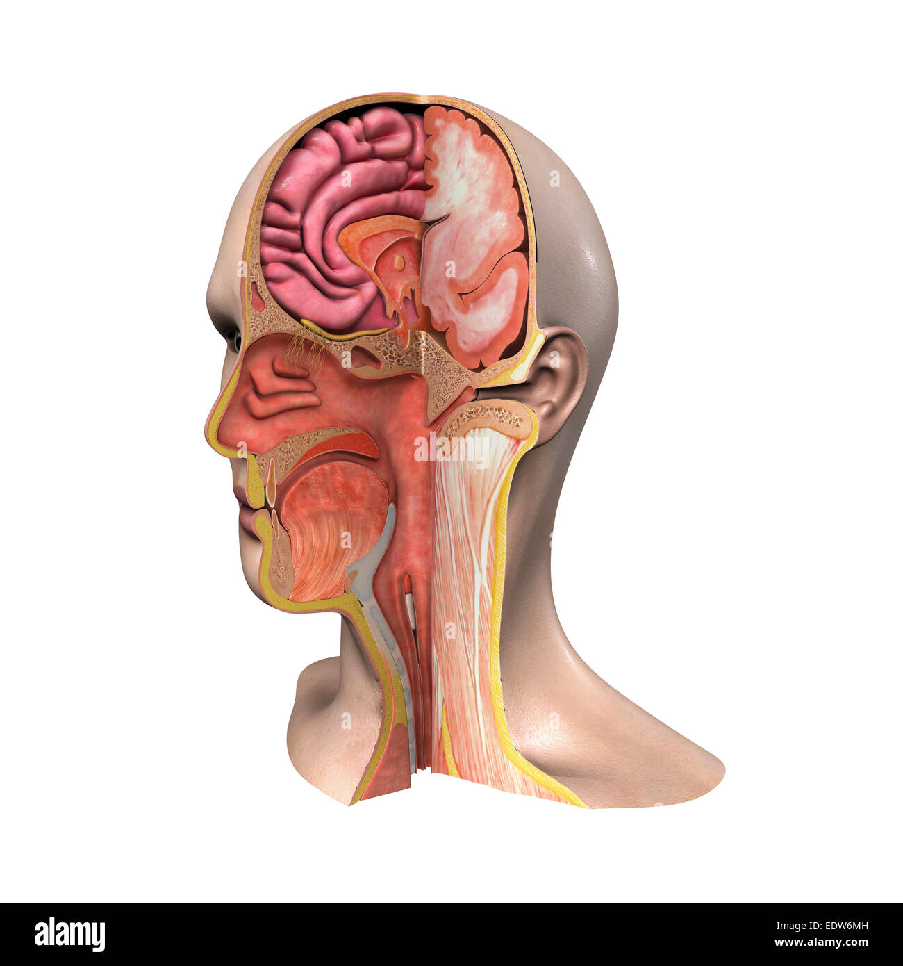 Kopf-Kreuzung Stockfoto
