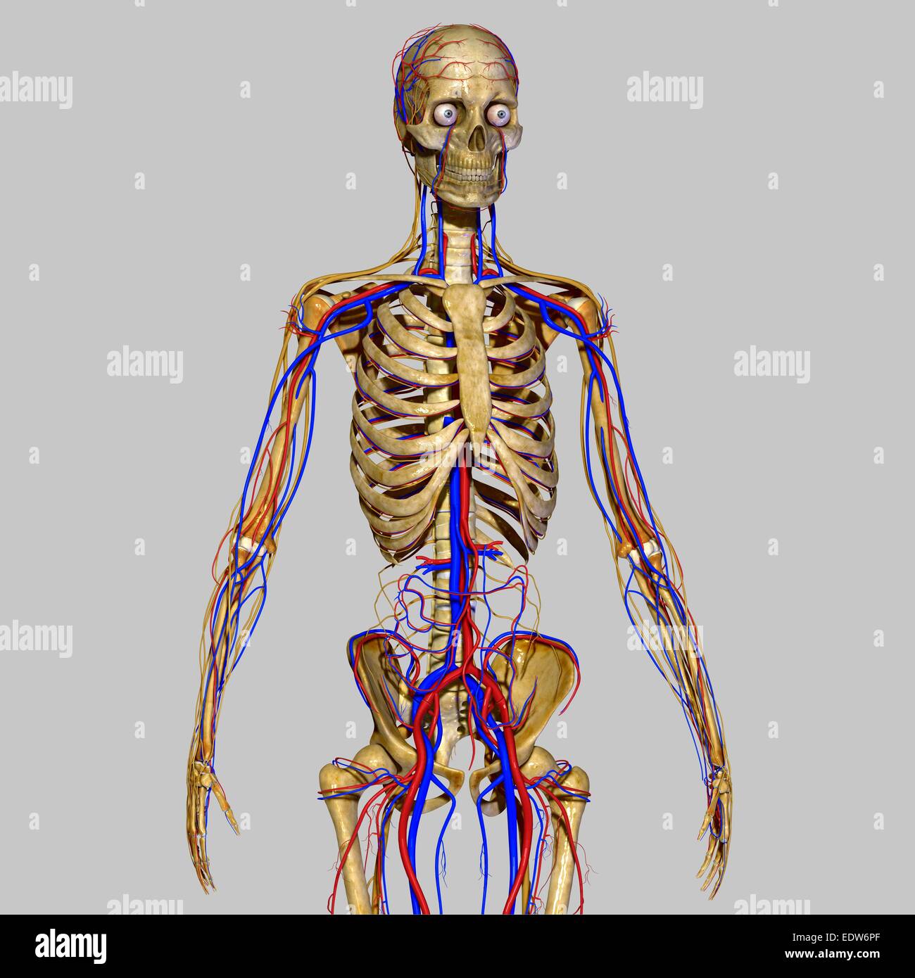 Skelett mit Nervensystem Stockfoto