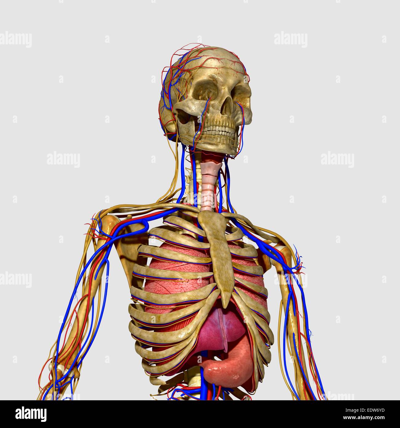 Totenkopf mit Nervensystem Stockfoto