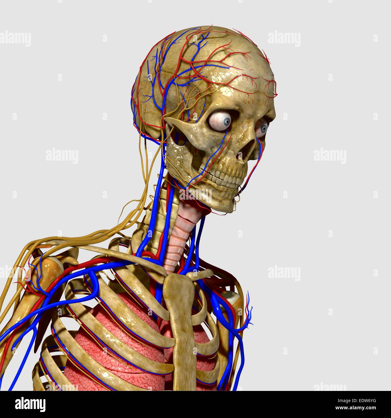 Totenkopf mit Nervensystem Stockfoto