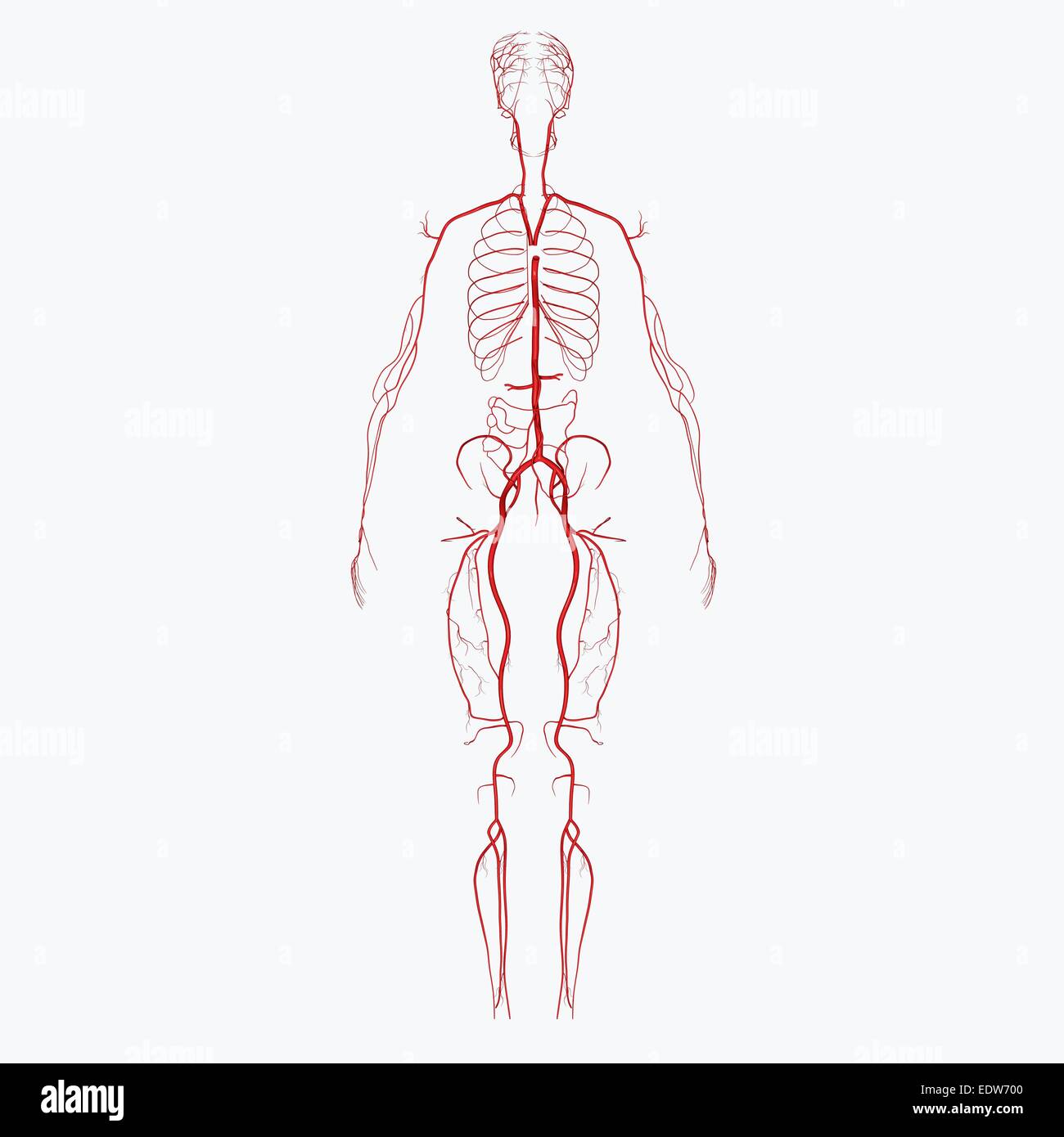Menschlichen Arterien Stockfoto
