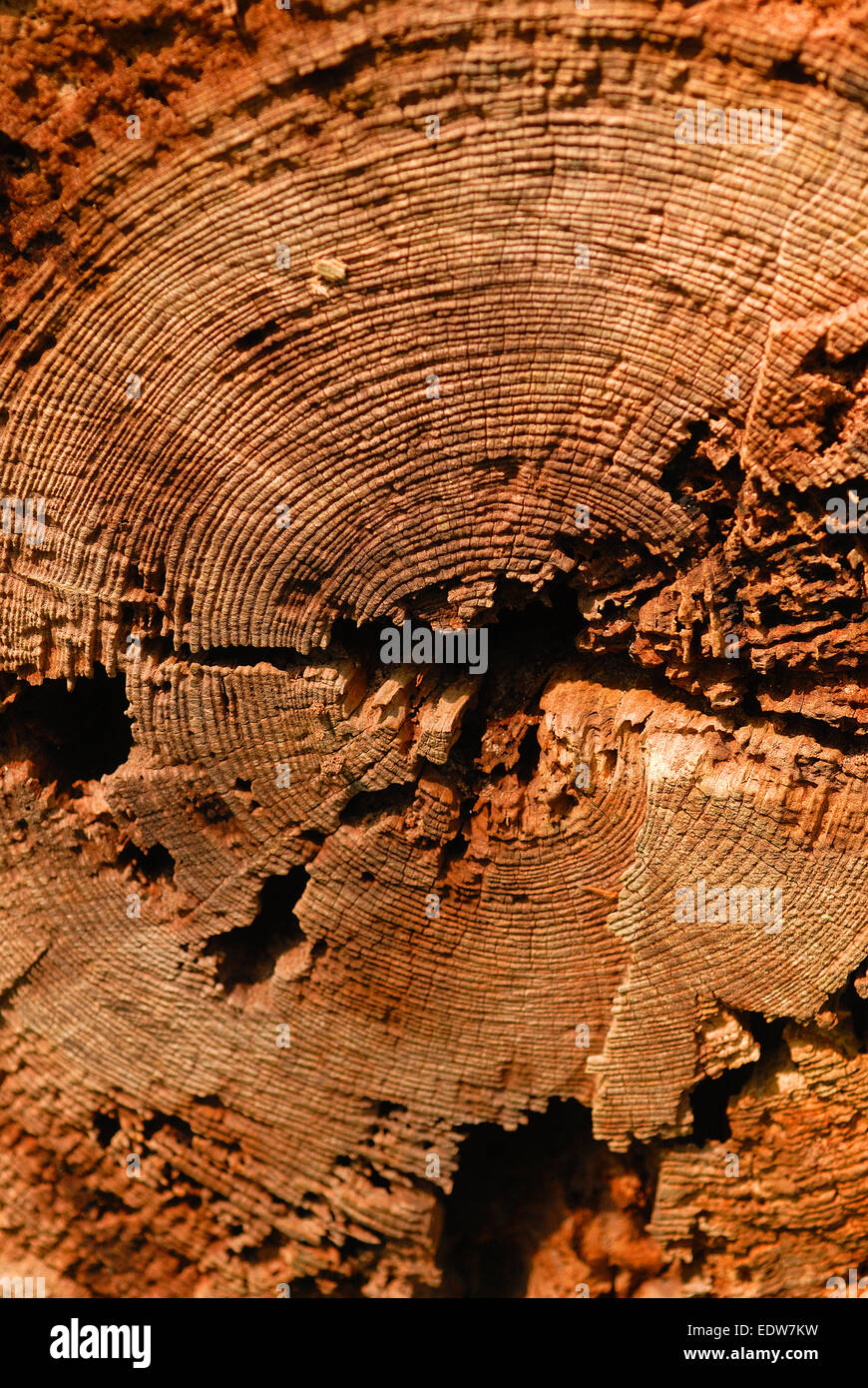 Alter Ringe auf Baum-Stamm Stockfoto