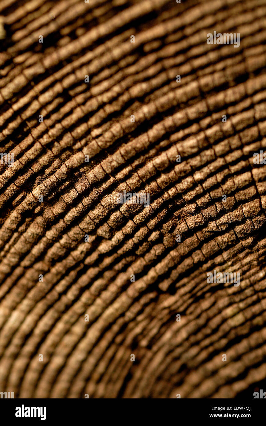 Alter Ringe auf Baum-Stamm Stockfoto