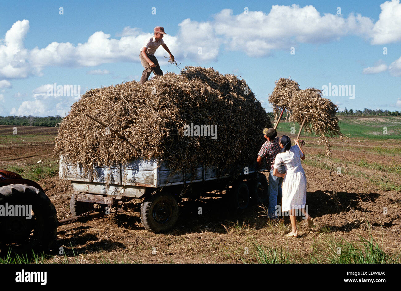 Mennoniten aus Spanish Lookout Siedlung arbeiten auf Ackerland, Belize, Mittelamerika, Juni 1985 Stockfoto