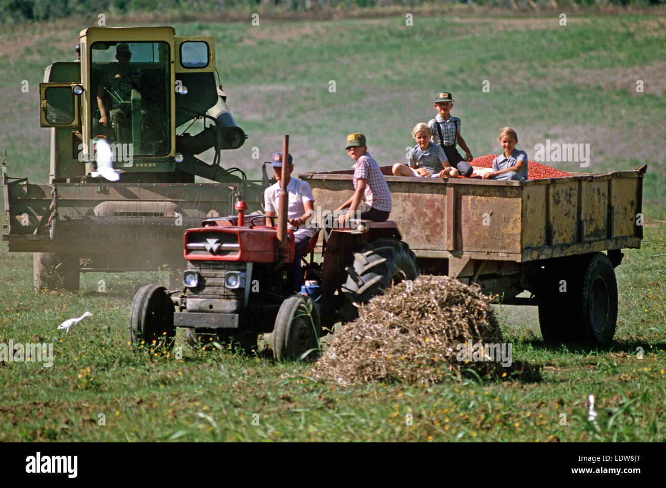 Mennoniten aus Spanish Lookout Siedlung arbeiten auf Ackerland, Belize, Mittelamerika, Juni 1985 Stockfoto