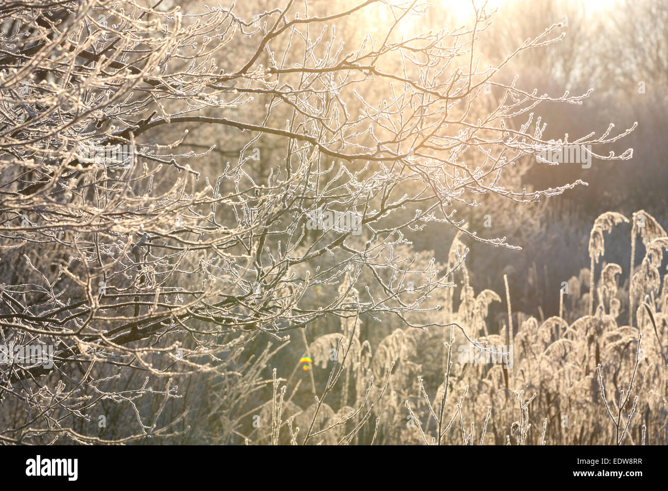 Bäumen und Schilf abgedeckt durch frost Stockfoto