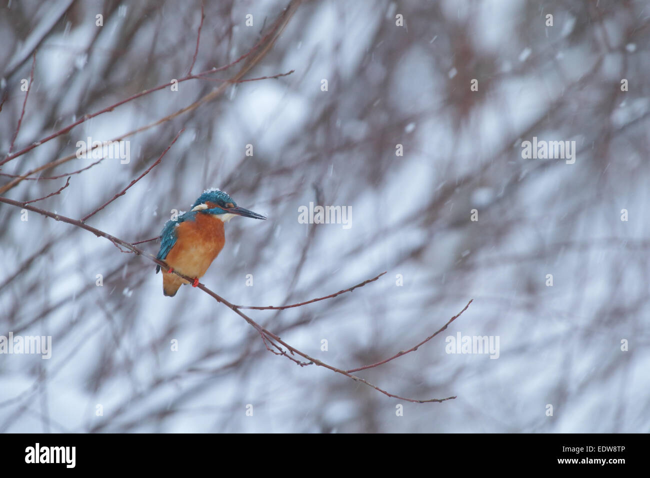 Überwinternde Eisvogel (Alcedo Atthis) bei Schneefall. Europa Stockfoto