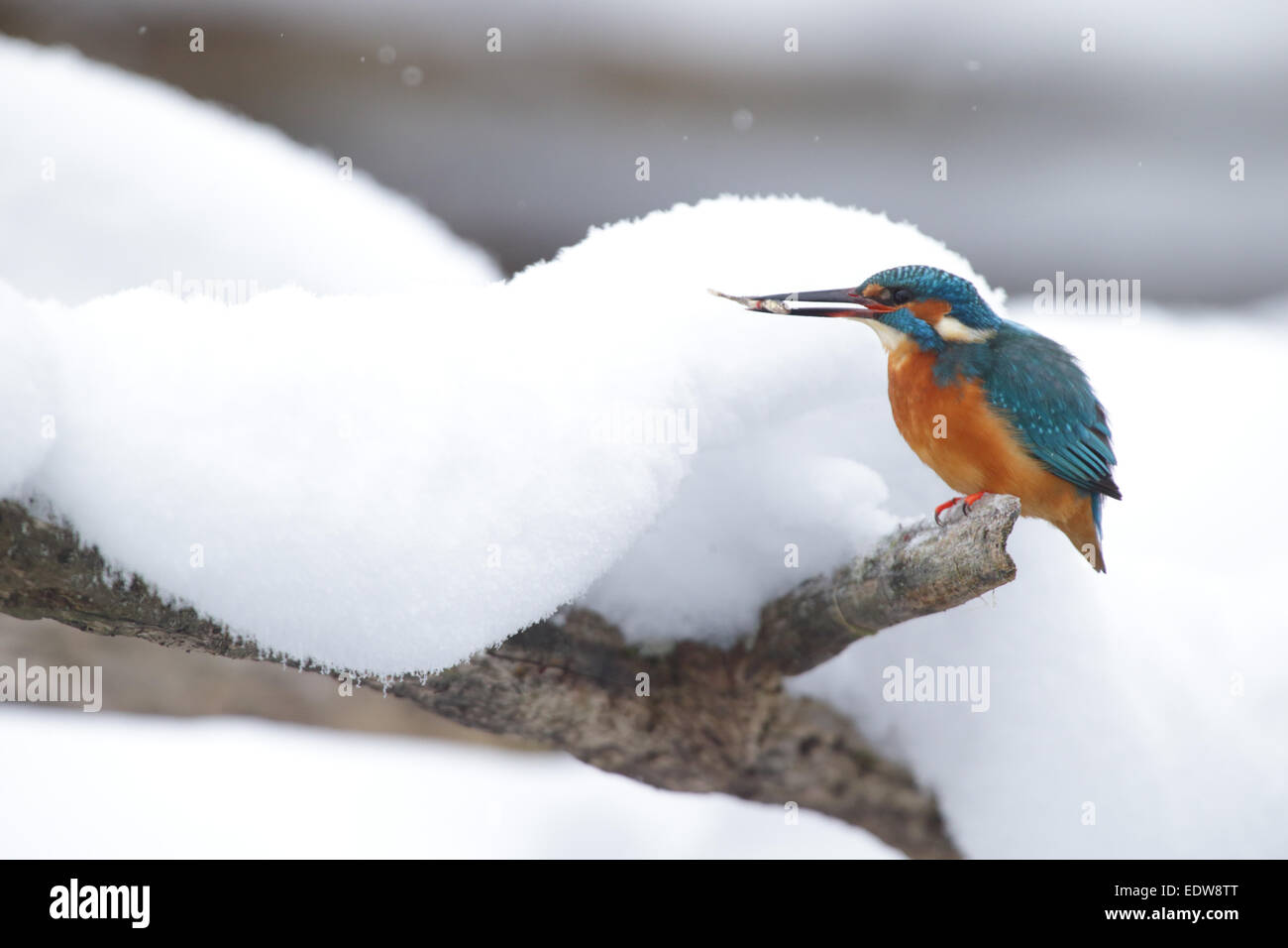 Überwinternde Eisvogel (Alcedo Atthis) mit einem Fisch. Europa Stockfoto