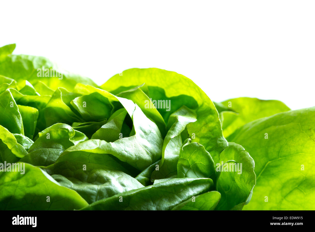 Grüne Blätter Kopfsalat auf dem weißen Hintergrund Stockfoto