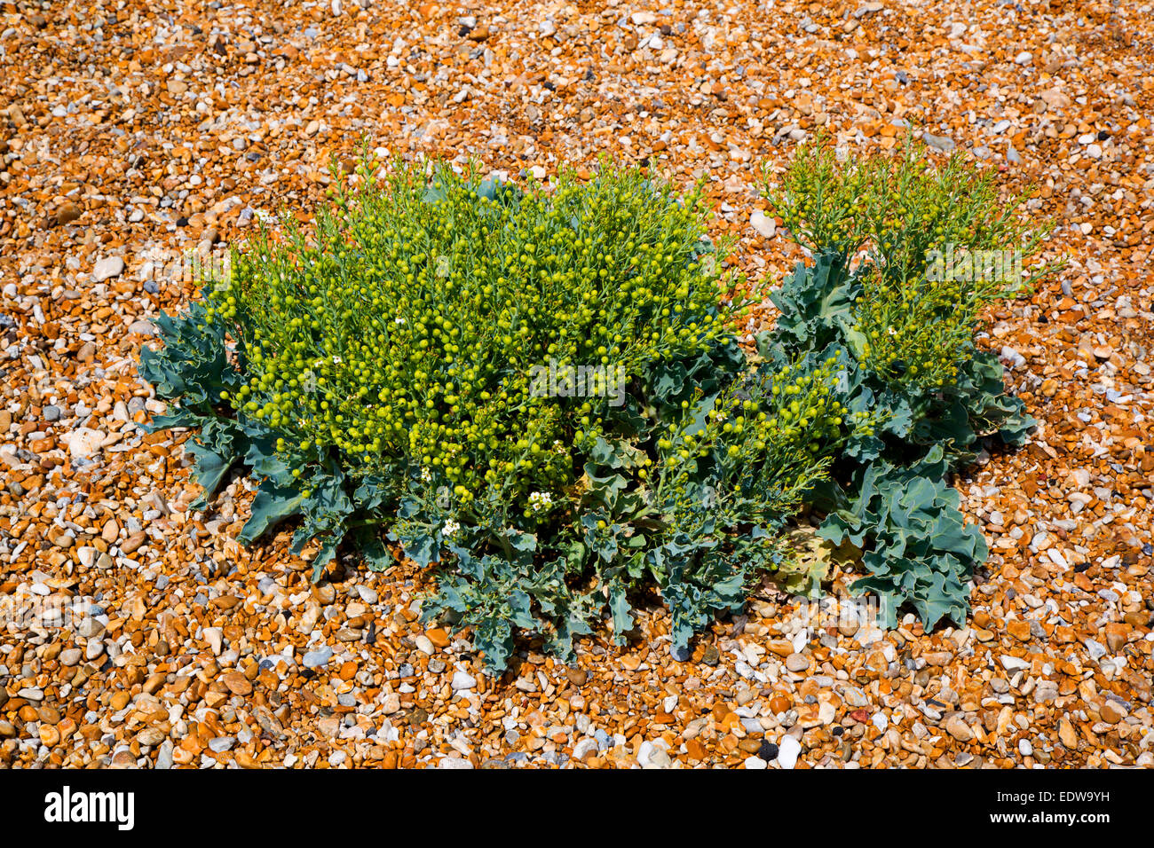 Meerkohl Crambe Maritima Pflanze im Samen wachsen in Schindel Stockfoto