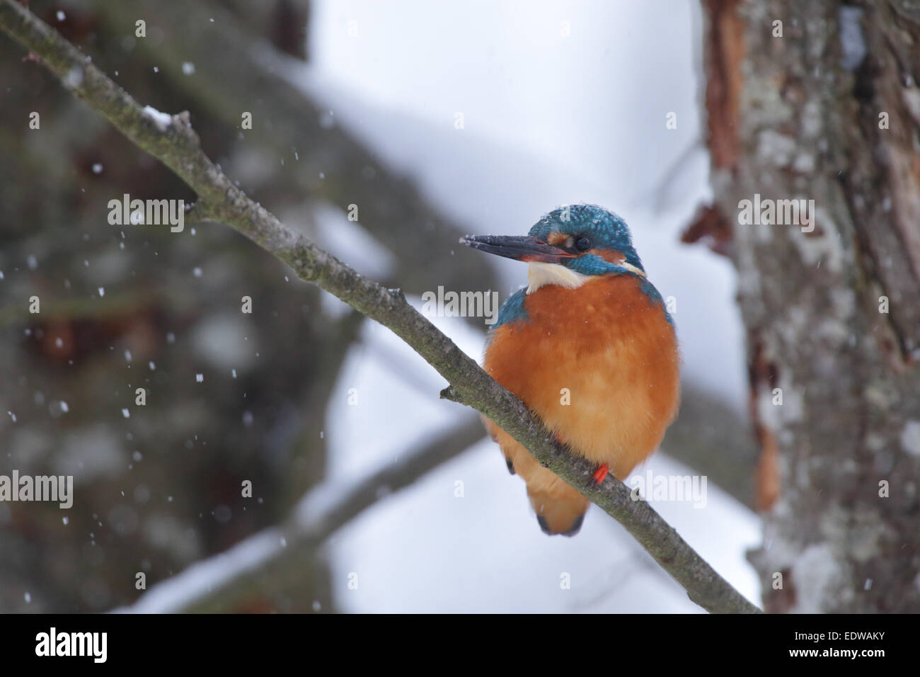 Überwinternde Eisvogel (Alcedo Atthis) bei Schneefall. Europa Stockfoto