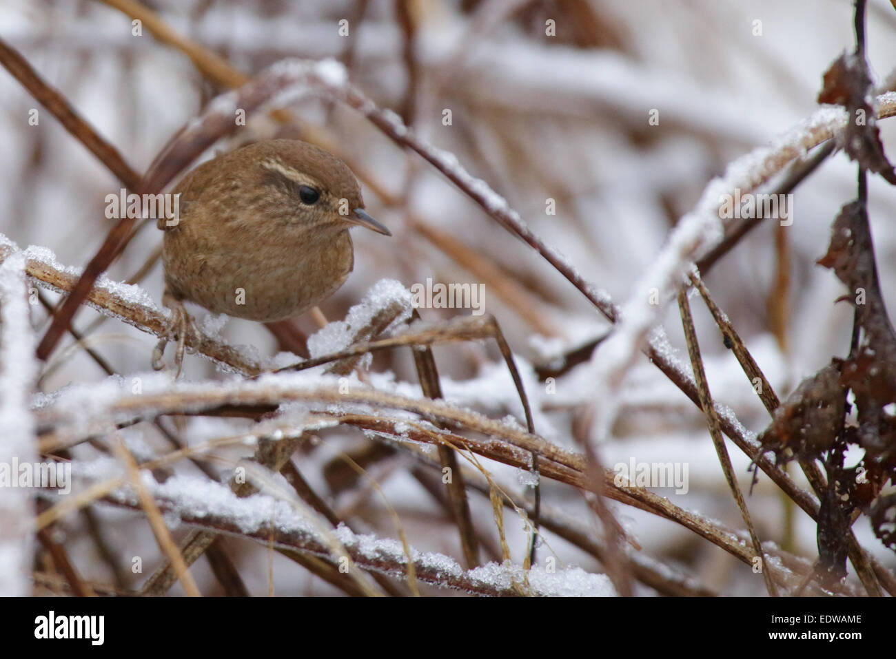 Zaunkönig (Troglodytes Troglodytes) im winter Stockfoto