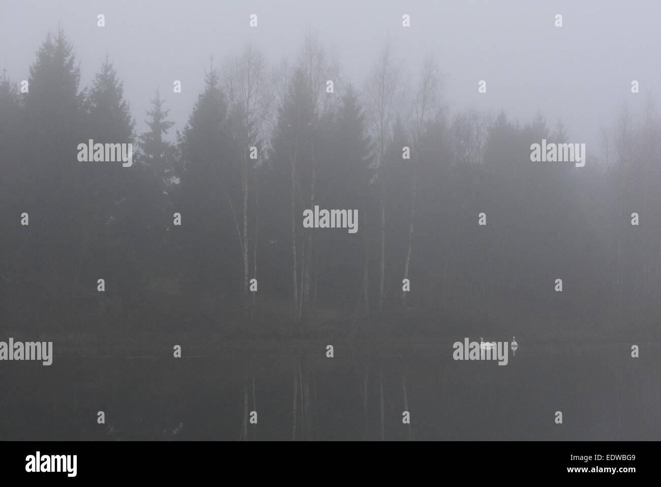 Paar Höckerschwäne (Cygnus Olor) an den Waldsee. Europa Stockfoto