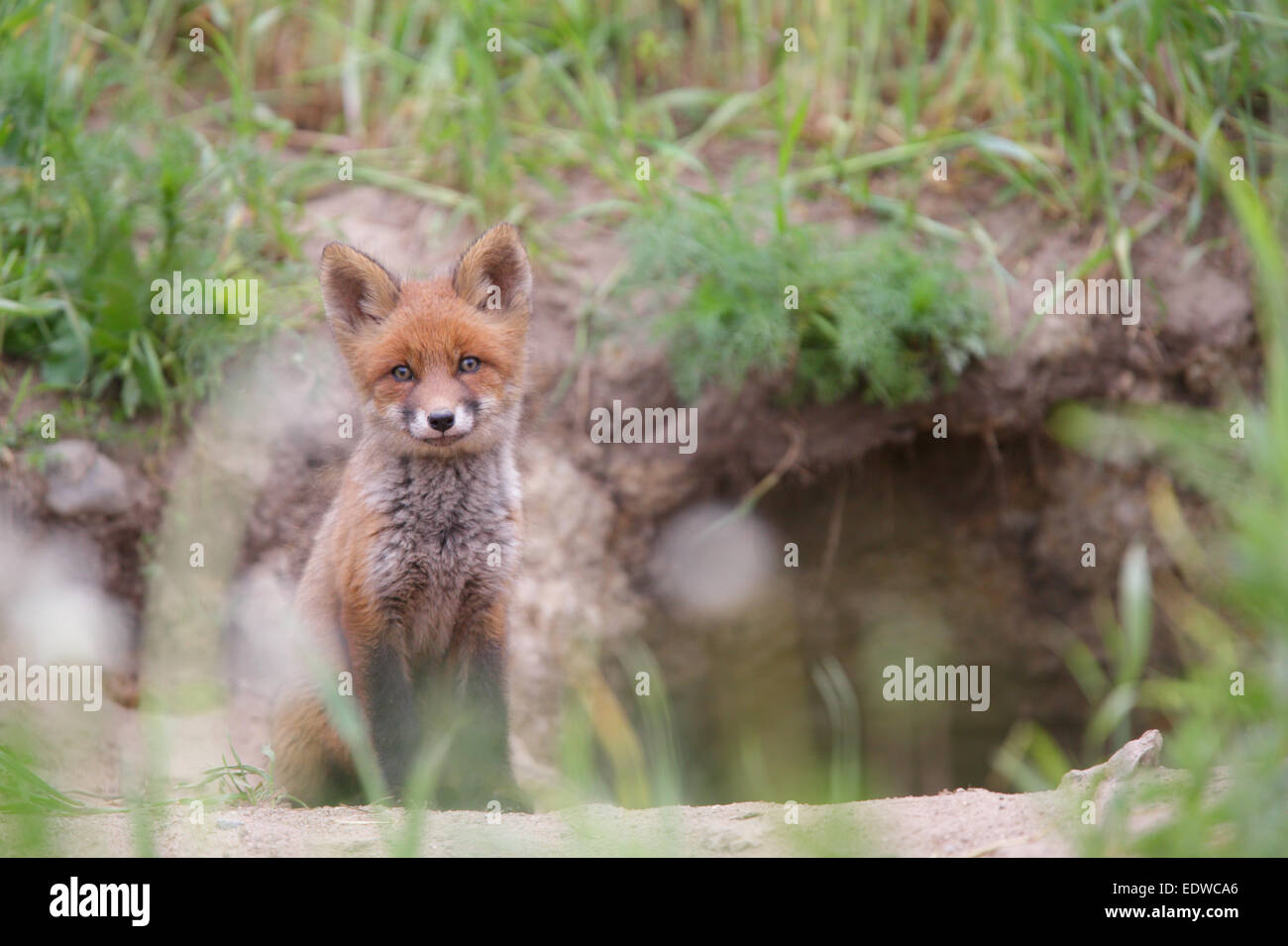 Das kit Rotfuchs (Vulpes Vulpes) stehen neugierig an der Höhle. Stockfoto