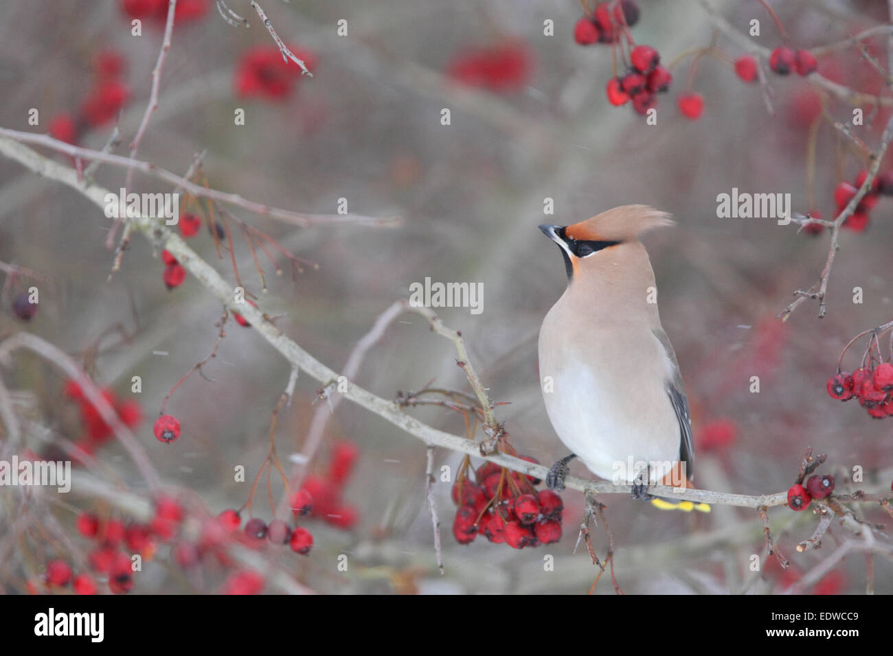 Seidenschwanz (Bombycilla Garrulus) im Winter. Europa Stockfoto