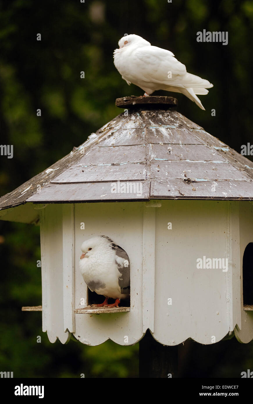 Weiße Tauben am Taubenschlag / Vogelhaus Stockfotografie - Alamy
