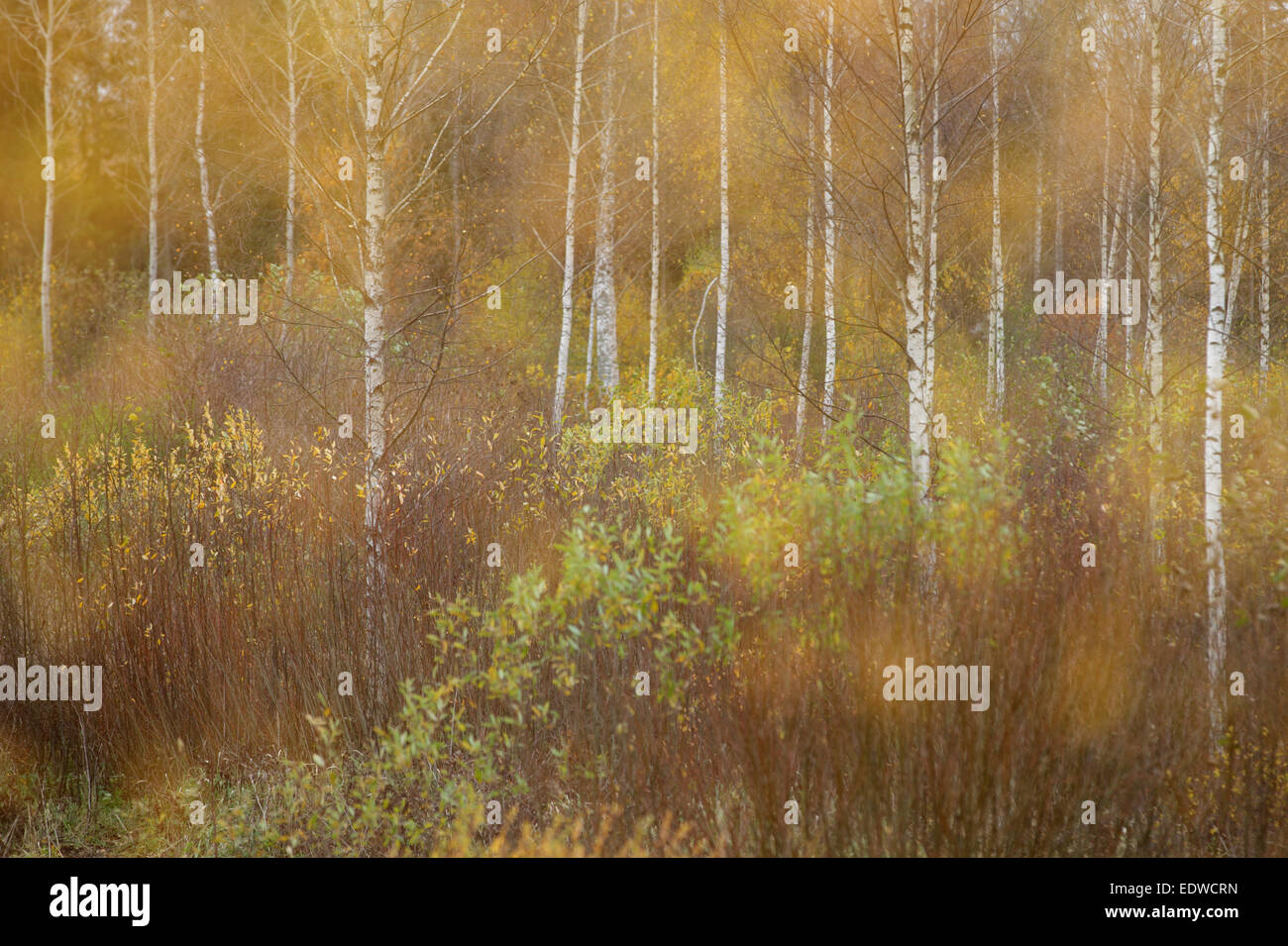 Nass und nebligen Herbsttag im Wald mit Birken Stockfoto
