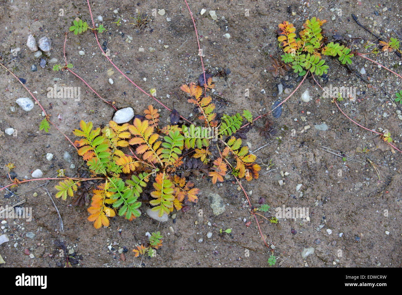Goose Grass aka Silverweed (Potentilla heisses) in Herbstfarben Stockfoto