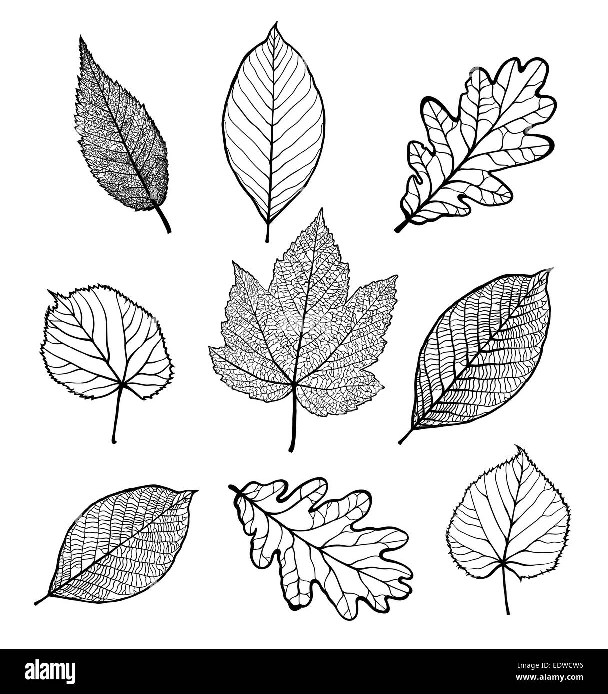Reihe von Blättern Stockfoto