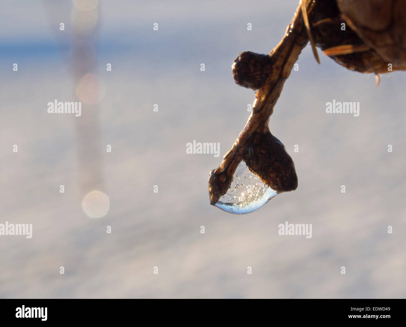 Winter-Eindruck, Tropfen am Ende von einem Ast Lärche gegen unscharfe Schneefeld gefroren Stockfoto