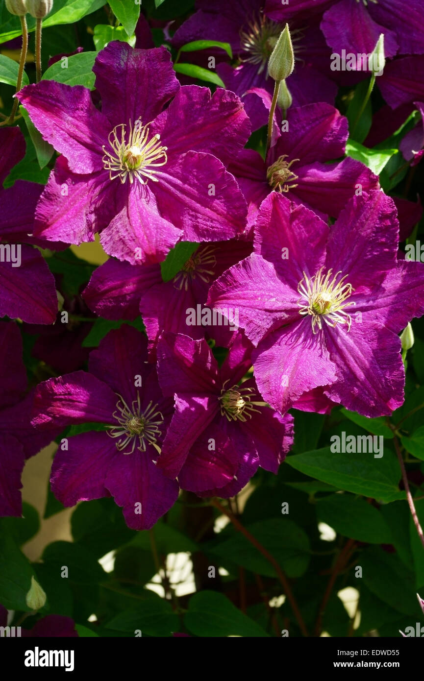 Clematis Blumen blühen im Garten. Purple clematis Blumen blühen. Stockfoto