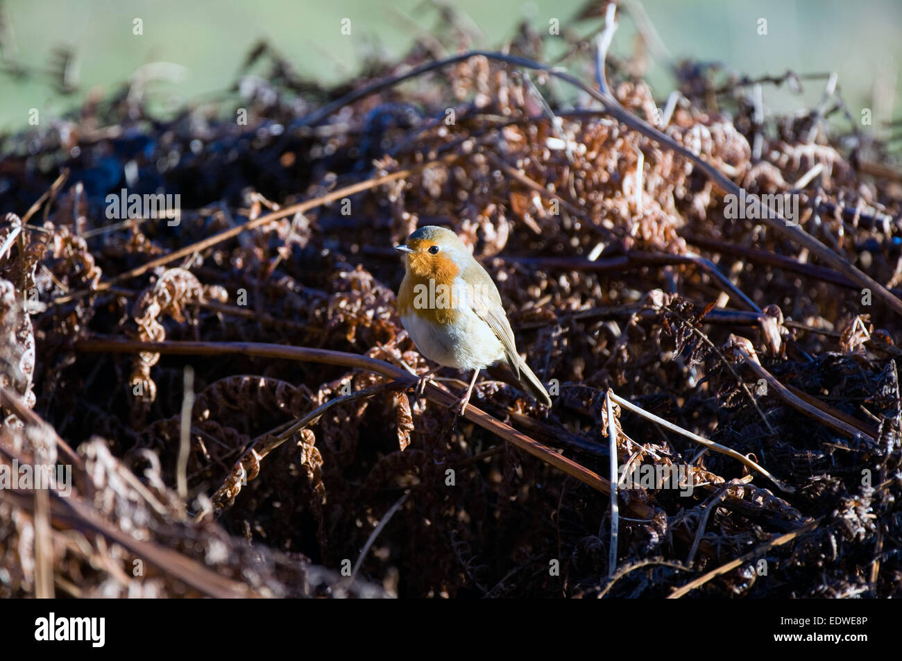 Eurasische Robin gehockt bracken Stockfoto