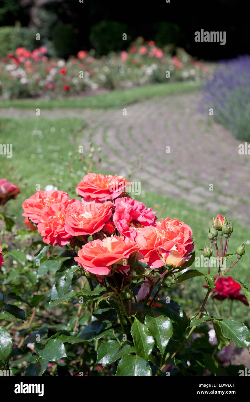 Der Rosengarten, Volksgarten, Köln, Nordrhein-Westfalen, Deutschland Stockfoto