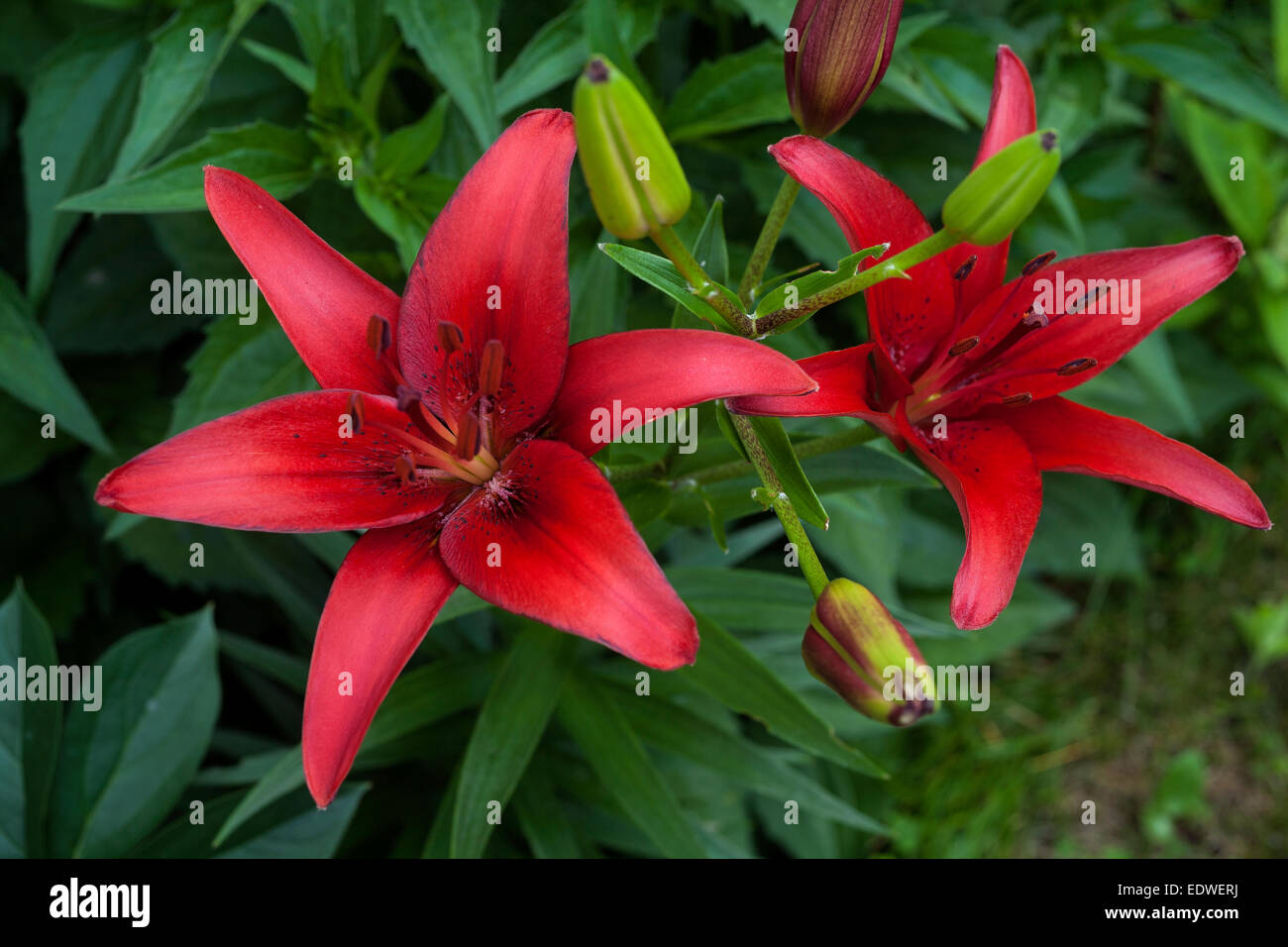 Lilium concolor Fotos und Bildmaterial in hoher Auflösung Alamy