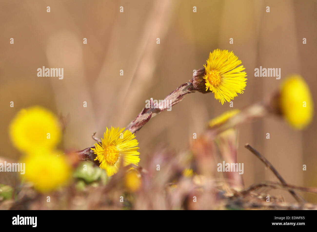 Erste Frühlingsblumen Stockfoto