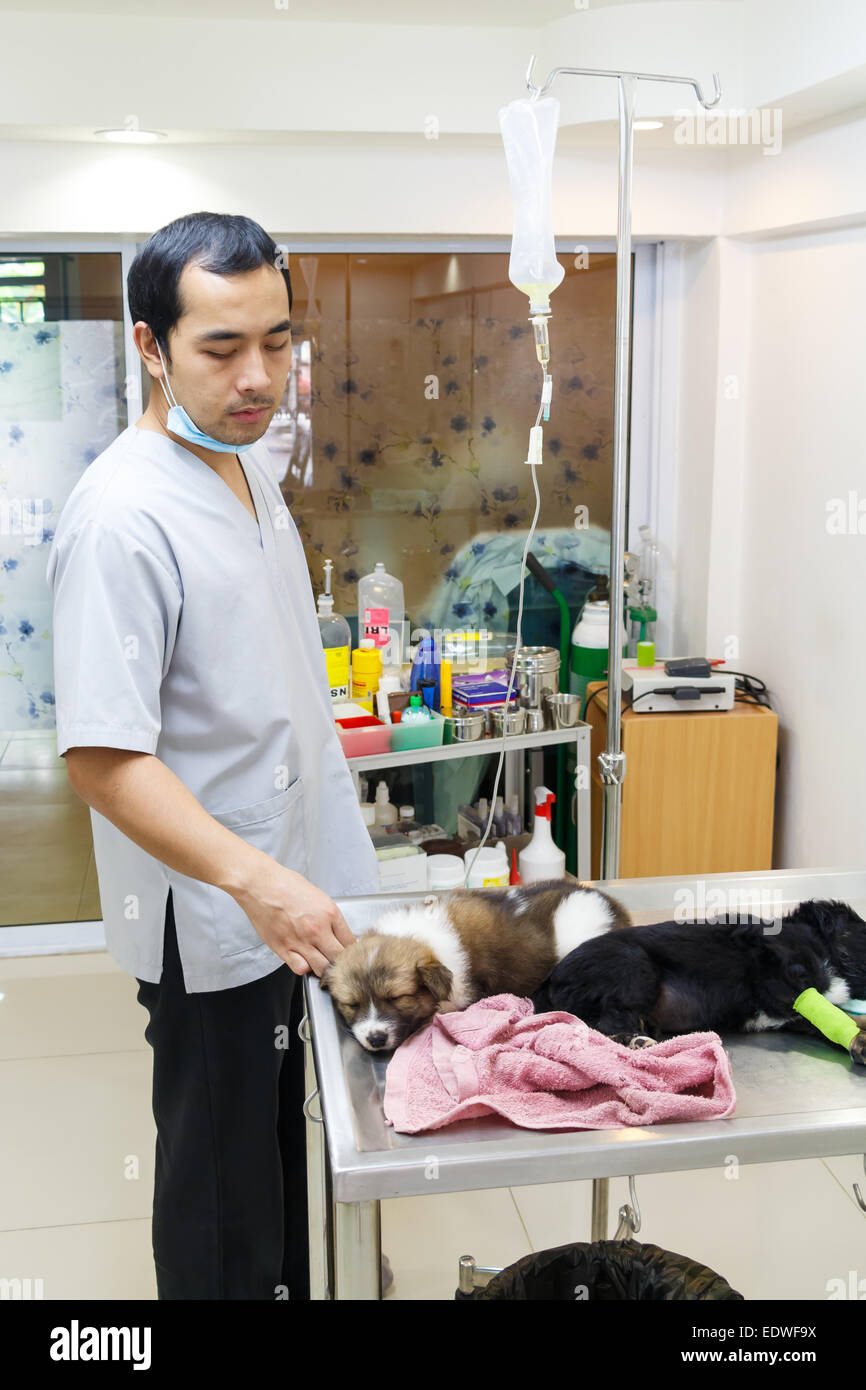 Tierarzt Pflege Krankheit Welpe in Tierklinik, Thailand Stockfoto