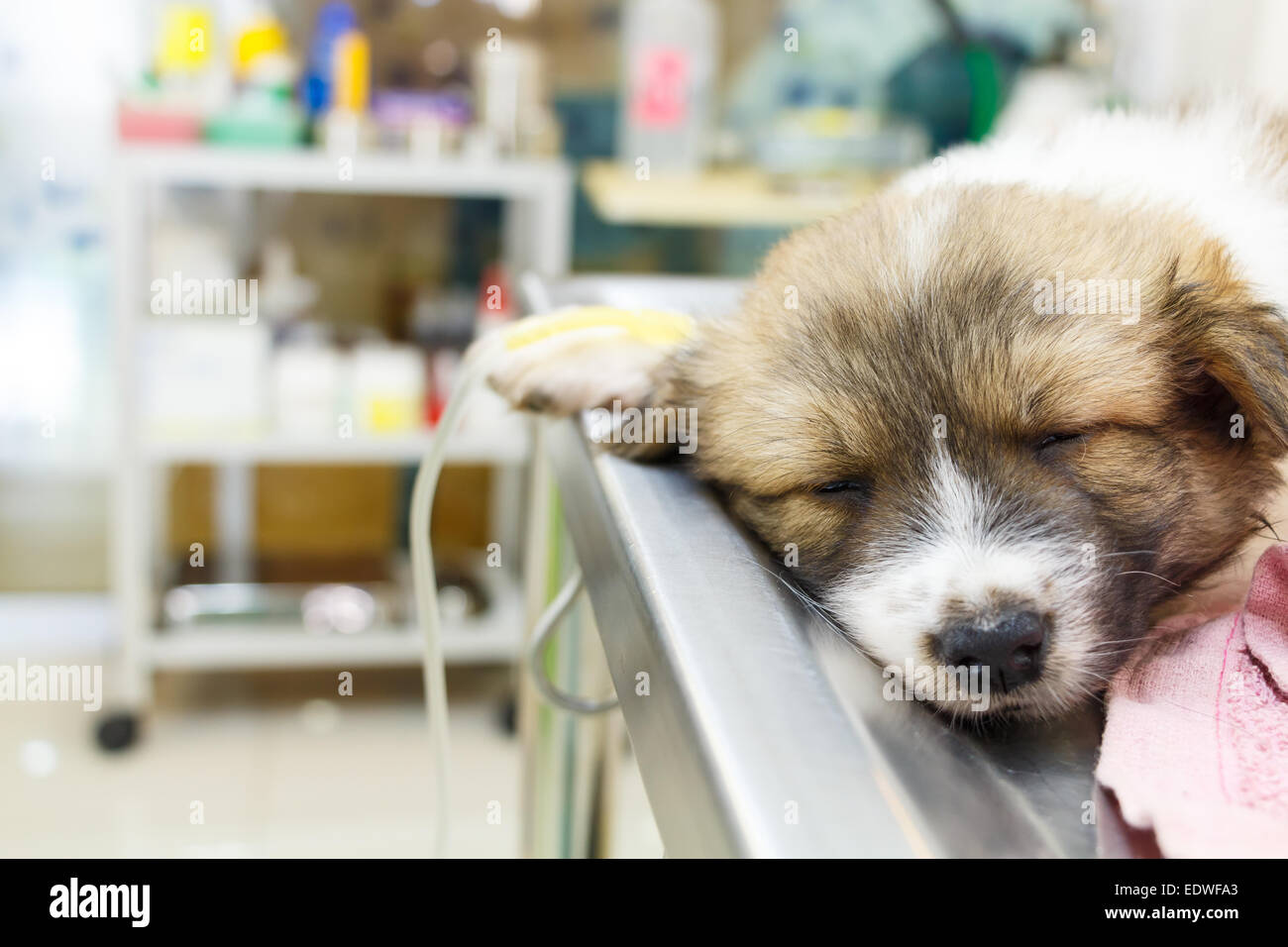 Krankheit-Welpe mit intravenösen Tropf auf OP-Tisch in tierärztliche Klinik Stockfoto