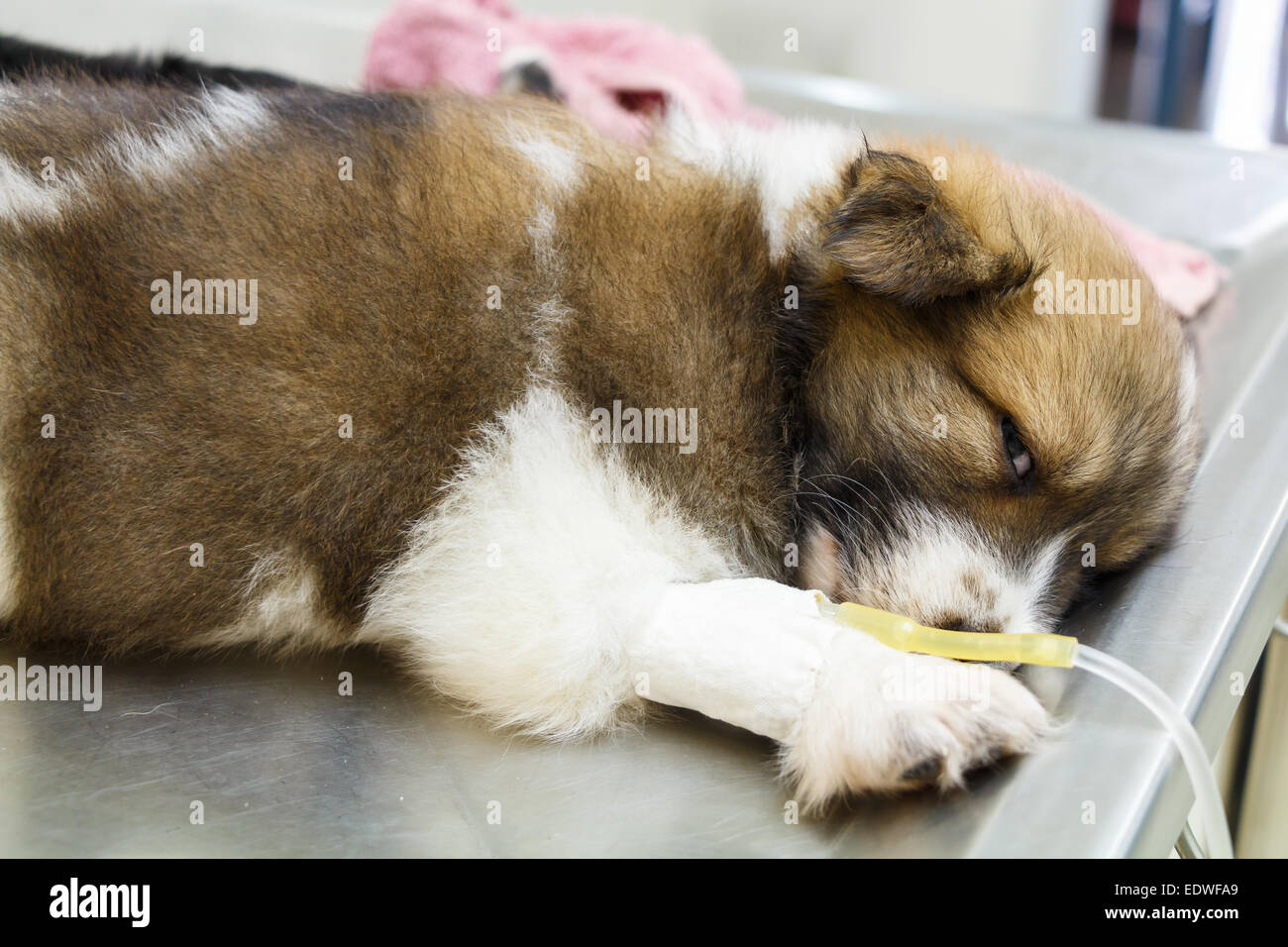 Krankheit-Welpe mit intravenösen Tropf auf OP-Tisch in tierärztliche Klinik Stockfoto
