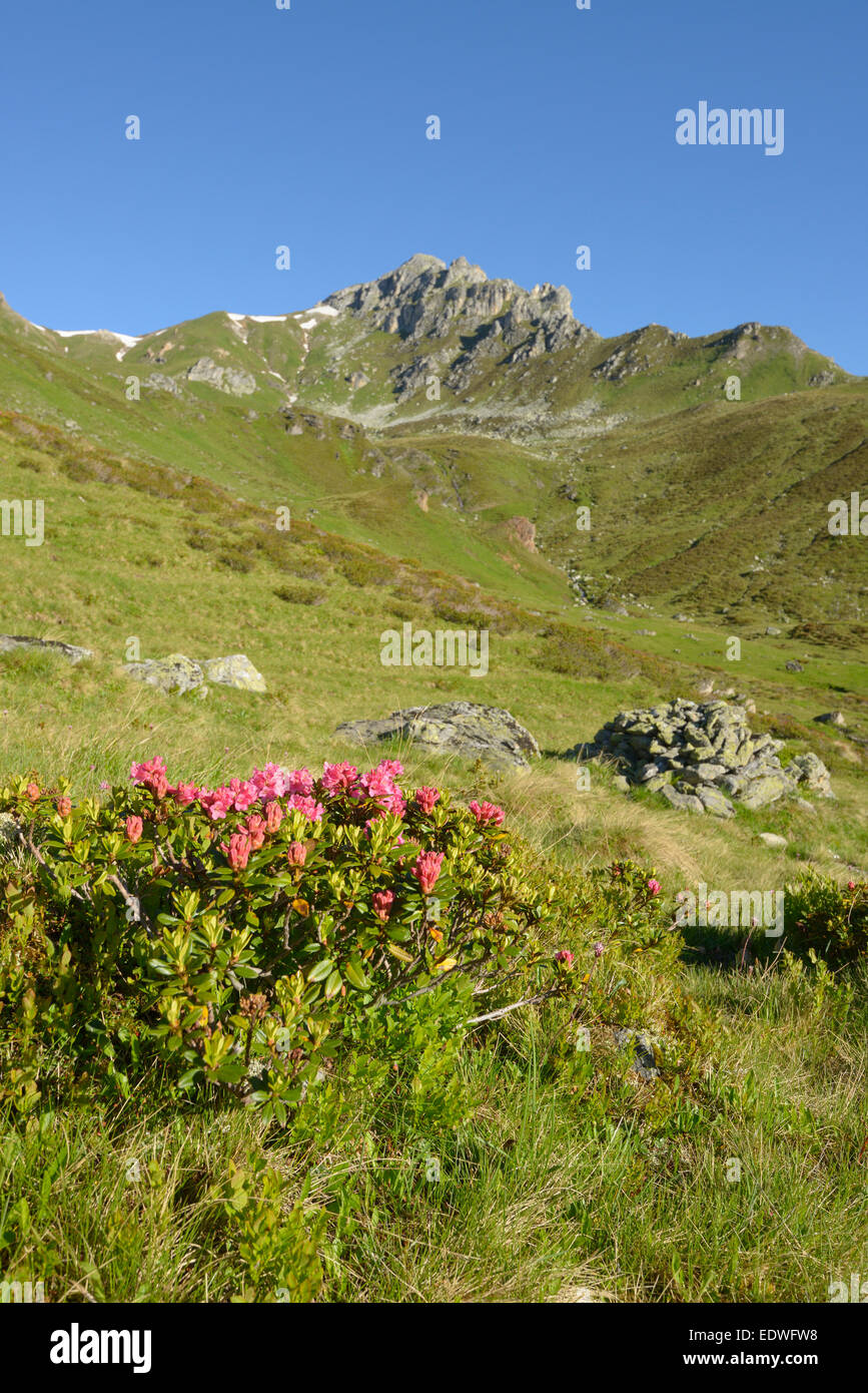 Alpenrose / Rhododendron Ferrugineum in Backgrond Berg Hippoldspitze, Tuxer Alpen, Tirol, Österreich Stockfoto