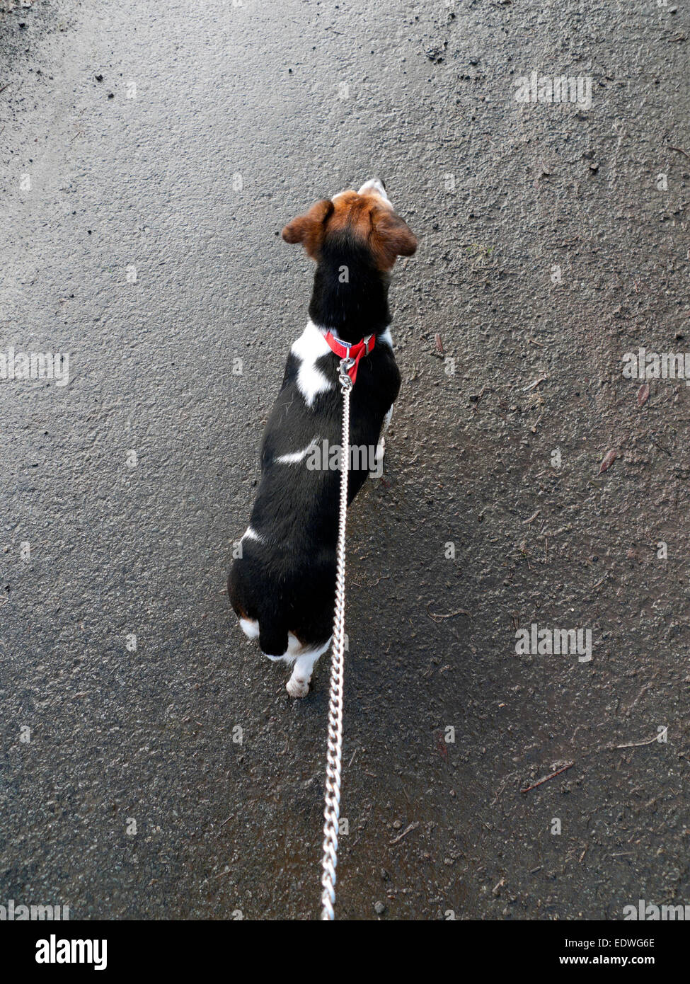 Jack Russell kleine Terrier Hund an der Leine Kette angesehen von hinten auf einer Asphaltstraße Oberfläche in Wales UK KATHY DEWITT Stockfoto