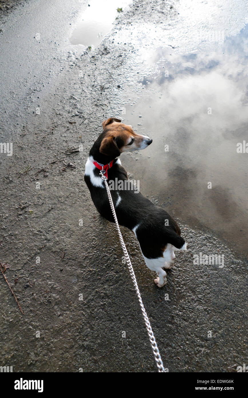 Jack Russell kleine Terrier Hund an der Leine angesehen von hinten auf einer Asphaltstraße Oberfläche in Wales UK KATHY DEWITT Stockfoto