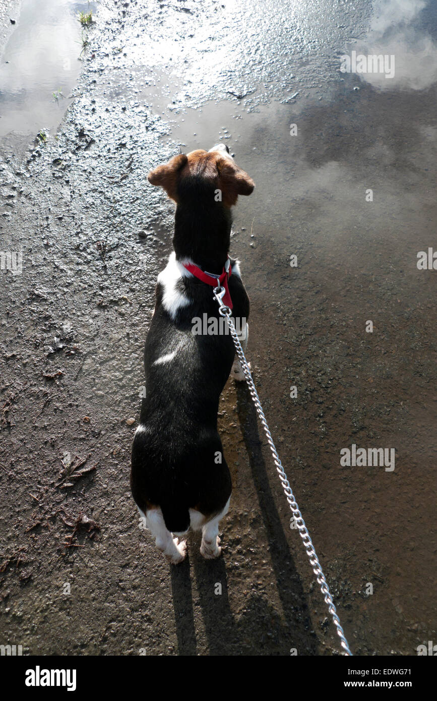 Jack Russell kleiner Hund an der Leine angesehen von hinten auf einer Asphaltstraße Oberfläche in Wales UK KATHY DEWITT Stockfoto