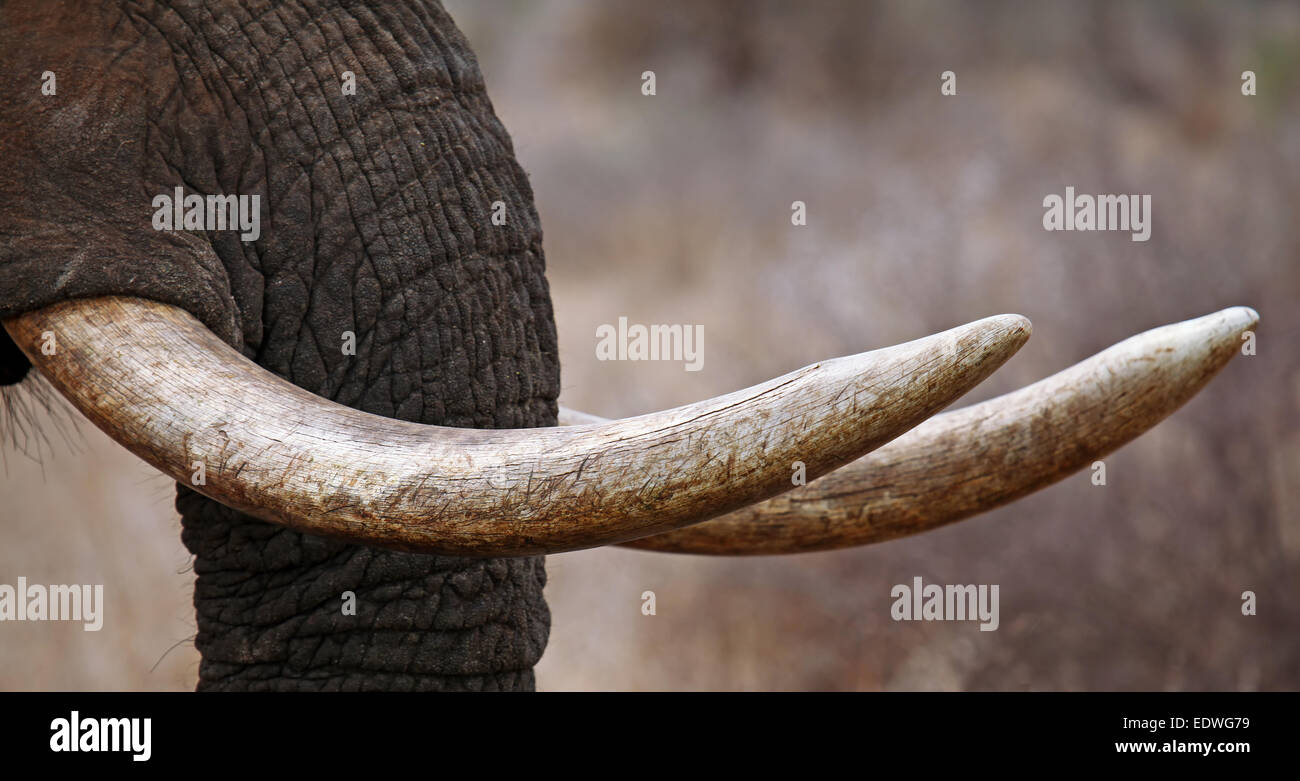 Elefantenzahn elfenbein -Fotos und -Bildmaterial in hoher Auflösung – Alamy